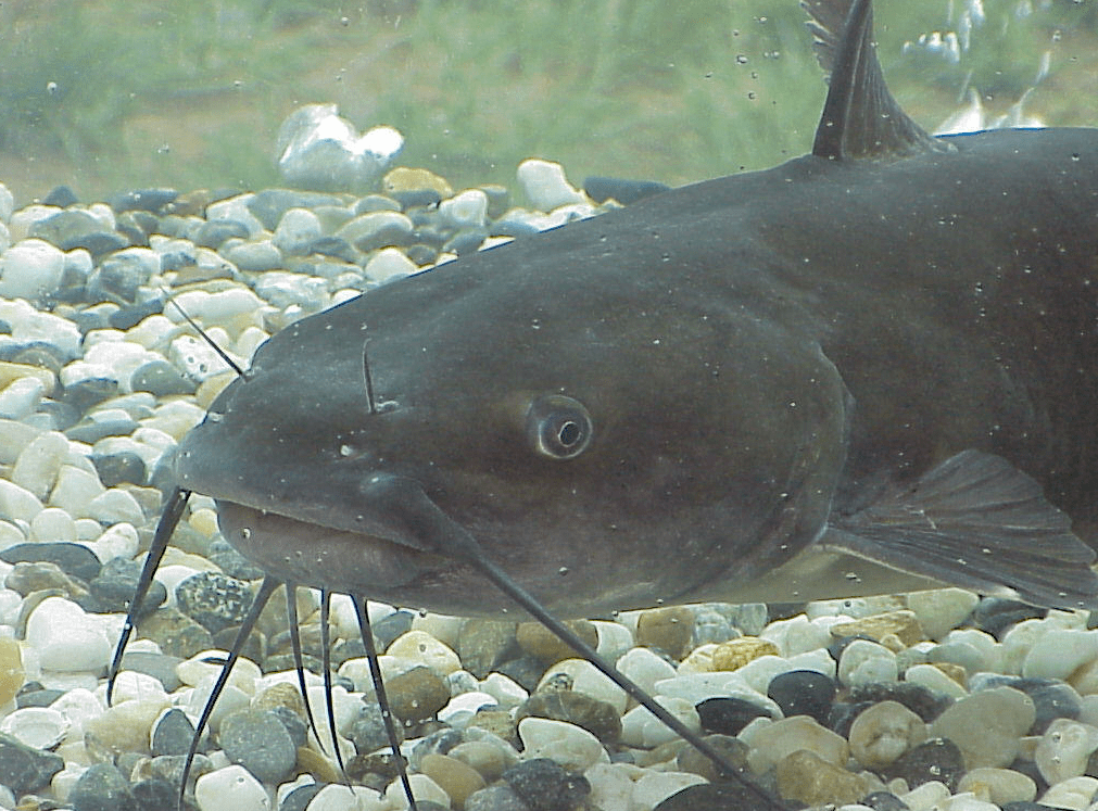 Noodling Yourself a&nbsp;Catfish